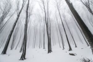 зимний лес фото